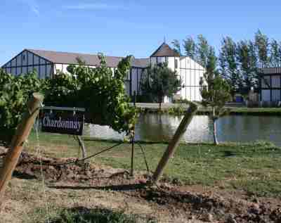 Chardonnay grapes growing at Bonair Winery