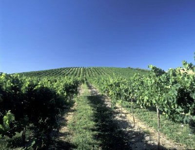 Blue sky above an Eastern Washington vineyard